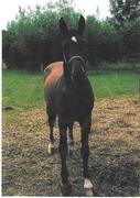 Noblesse